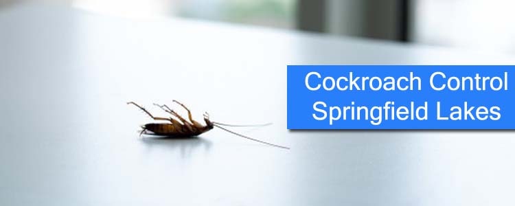 Cockroach Control Springfield Lakes