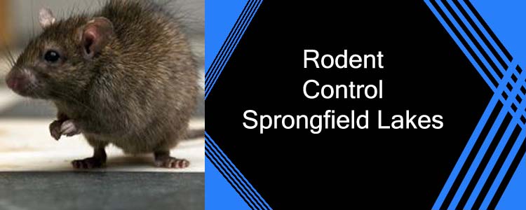 Rodent Control Springfield Lakes